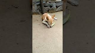 Doggy Eating WaterMelon 🍉