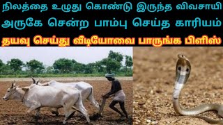 நிலத்தை உழுது கொண்டு இருந்த விவசாயி அருகே சென்ற பாம்பு செய்த காரியம் LaysTv