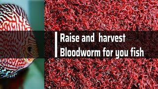 The best method to harvest blood worms