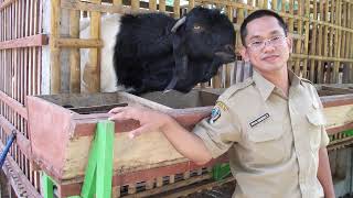 Ettawa !!! Foto Lawas Kambing Ettawa Blitar #Potensi_Blitar