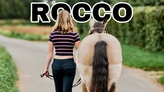 Meet The Horses! // Rocco