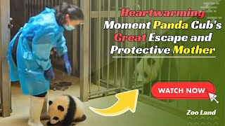 Panda Mama Does The Most “Mom” Thing Ever When Baby Returned To Cage