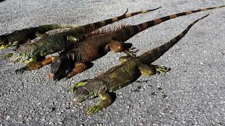 Onda de frio na Flórida faz iguanas despencarem das árvores