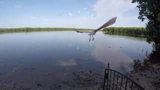 Roseate Spoonbill Reclaims Independence