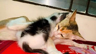 mother cat loves her kitten is very strongly🥰❤️