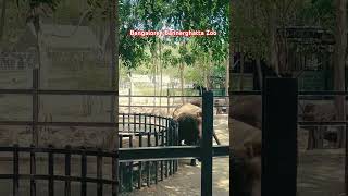 Bannerghatta zoo Bangalore#travel #bangalore #music #feel #zoo #animals #wildlife #wild #shorts