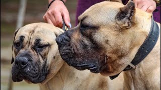 Presa Canário Atacando Assaltantes | El Fuerza Dogo Canário