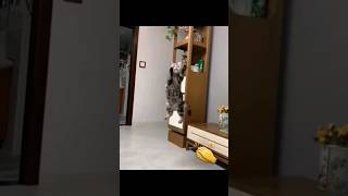 Cat Cute | Lompatan Tertinggi #shorts #short #trending #tiktok #viral