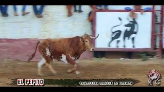 Jaripeo A Capa Y Lazo Primer Aniversario de  Gusto Ranchero En La Trinidad de Uriza