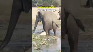 ANGRY ELEPHANT KILLS CROCODILE  #wildlife #animal