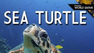 Sea Turtles Can Cross Entire Oceans