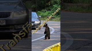 Wild bears of Transfăgărășan