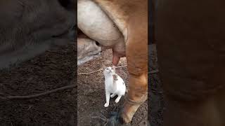 Yum 😋😋 #cat #milk #cow #viral #eating