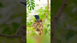 Indian paradise flycatcher Bird in nest #Indian #paradise #flycatcher #Bird #in#nest #indian #indian