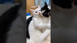 Cat lovers best love video by cat lovers best video #boxcat #mycat #catboysparadise #catboy