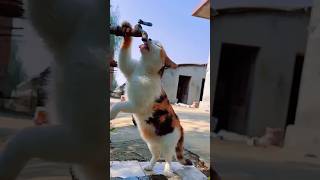 cat water drinking/बिल्ली पानी पी रहे है नल से #cat#shorts#short#shortvideo#trending