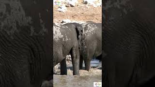 Darkest side Elephants #shorts #shortsfeed #sciencefacts #sciecne  #animalscience #wildlife #animals