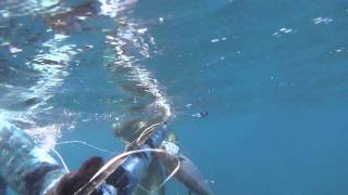 Spearfishing - Bluewater Chartering