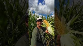 Maize is highly efficient in converting sunlight into biomass and energy dense forage