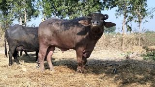 Male breeder. Bhori banni breed.