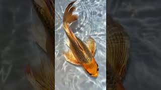 This is the king of fish, the fire phoenix koi! #fish #fish farming #Fire Phoenix Koi Kuaishou