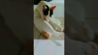 Anak kucing meong meong |