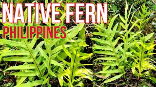 Native Fern in the Philippines (Tipikal na halamang fern sa bukid)