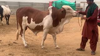 LAL ABLAK FOR QURBANI 2025 I MA SHA ALLAH I MA Cattle Farm