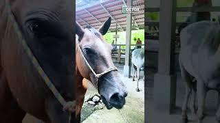 Creating a Connection Through Feeding a Horse!