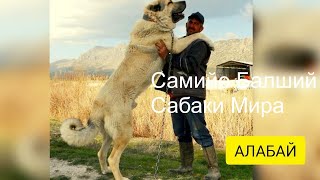 5 факотв про кангал/балшая сабаки /фактов про кангал