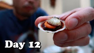 BABY SCALLOPS are so good