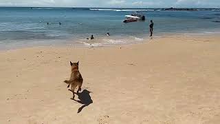 cachorra Nina, nativa Morro de São Paulo BA