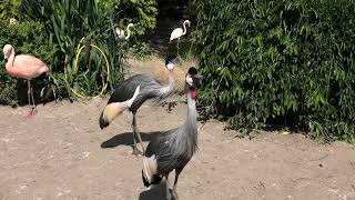 African Crowned Cranes, Axe Valley Wildlife Park (21st May 2023)