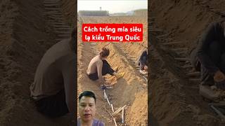 Cách trồng mía siêu lạ kiểu Trung Quốc