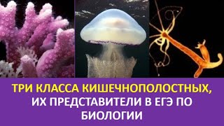 3. Три класса кишечнополостных, их представители в ЕГЭ по биологии