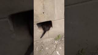 Black Kitty Hides Not Very Well