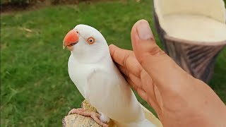 Hand tame White Ringneck Parrot / Cute Parrot snow