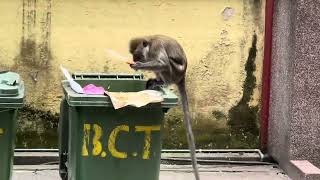 Dumpster diving monkey in Malaysia.