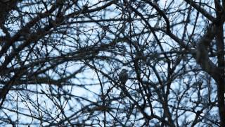 Chiffchaff singing