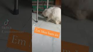 🥰🥰🥰 Đáng yêu ham ăn #cat #pets