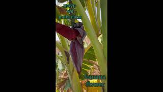 Zvakaita moyo wemubanana. What the banana flower looks like