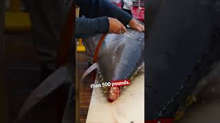 A Fish More Expensive💲Than Rolls Royce | #bluefintuna #rollsroyce | The Biggest Fish on Earth | Tuna