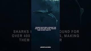 Sharks #shark #ocean #tree #earth #water #facts