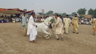 ghoda nelam | horse dance 2024 | mela peer shah | haji Anwar kharal -51