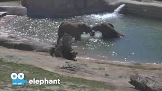 Zoo Cam - Elephant Cam Episode 2