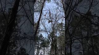 Falconry Red Tailed Hawk Catches A Squirrel! #falconry #hunting #squirrel #animals #awesome #hawking