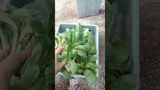 Rutinitas harian toko, sambil panen dikit dikit hasil nanem di planter bag