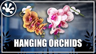 New Product Alert! Pangea Hanging Orchids