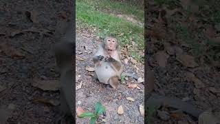 Feeding mom wild monkey in Mohanokor troop along road - ML017