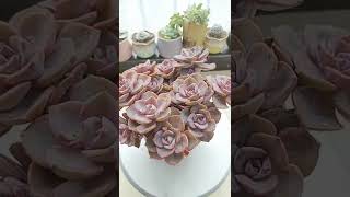 Satisfying Succulent Diy #86